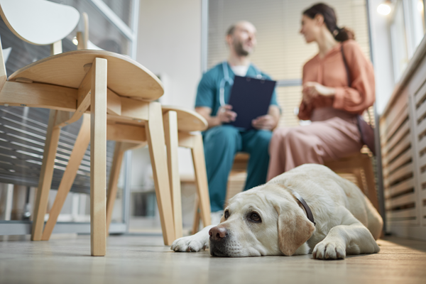 image for Why Pet Ownership Feels Pricier Than Ever – And What You Can Do About It